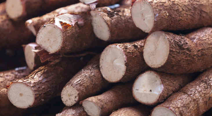 Cassava