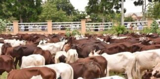 Miyetti Allah urges nationwide livestock vaccination against anthrax Cows