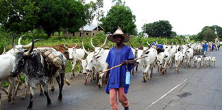 Tinubu announces plans to acquire land for ranches amid farmer-herder crisis A herdsman with his cows