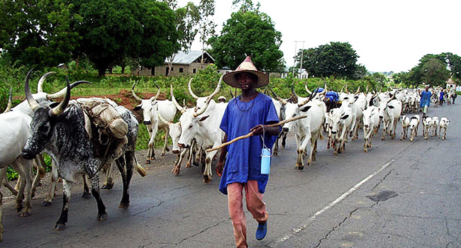 A herdsman with his cows