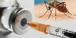 WHO recommends second malaria vaccine, R21/Matrix-M, for children in Africa malaria vaccine