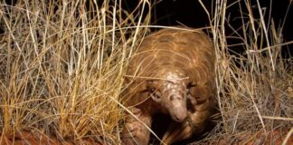 Court sentences Guinean to two years in prison for wildlife trafficking