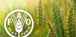 Nigeria, other west Africa countries brace for looming food price surge: Staple costs expected to rise across region