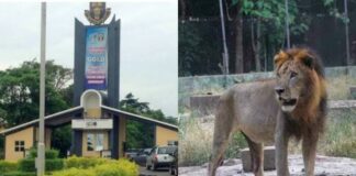 BREAKING: OAU loses staff to lion attack at the University’s Zoological Garden