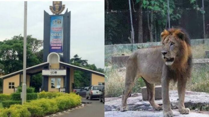 BREAKING: OAU loses staff to lion attack at the University’s Zoological Garden BREAKING: OAU loses staff to lion attack at the University’s Zoological Garden