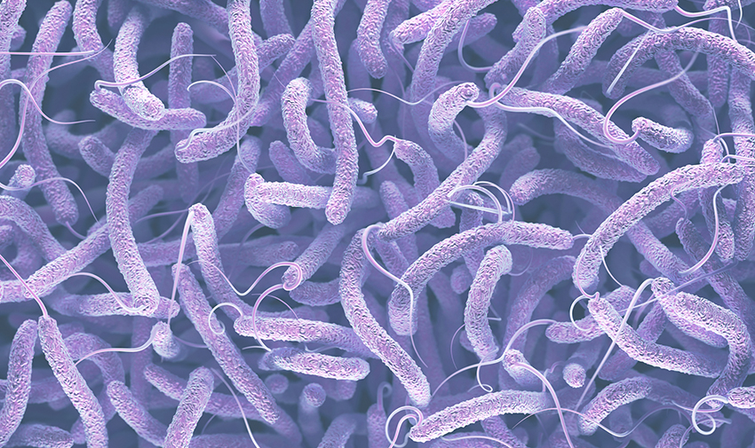 Vibrio cholerae, Gram-negative bacteria. 3D illustration of bacteria with flagella. 
Photo Credit:- ktsimage/Getty Images