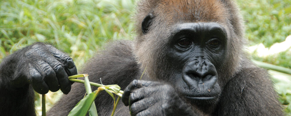 cross river gorilla