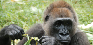 Rare footage of Cross River gorilla captured in Nigeria’s Afi Mountain Wildlife Sanctuary cross river gorilla