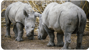An image of Rhinoceroses. Source: International Rhino Foundation