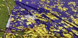 ‘I always say it’s a fluke’: Michelle Alozie’s Super Falcons start sparked by visa fallout Michelle Alozie's call up