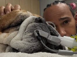 Lewis Hamilton skips F1 tyre test to stay with bulldog Roscoe, who is in a coma after pneumonia complications.