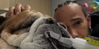 Hamilton skips Pirelli F1 test to stay by beloved dog Roscoe’s side in coma battle Lewis Hamilton skips F1 tyre test to stay with bulldog Roscoe, who is in a coma after pneumonia complications.