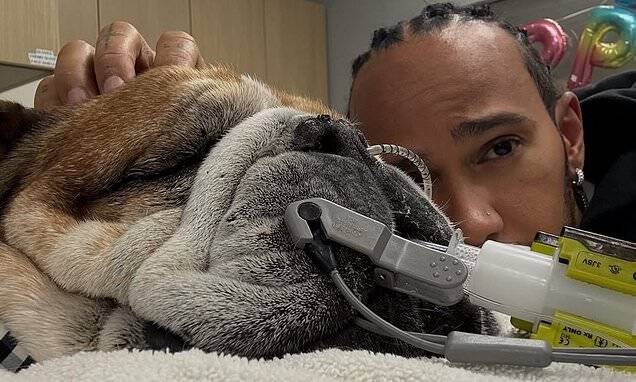 Lewis Hamilton skips F1 tyre test to stay with bulldog Roscoe, who is in a coma after pneumonia complications.