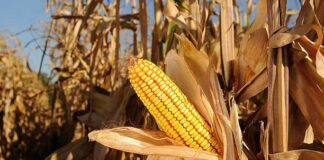 Nigeria needs 25m tonnes of maize annually to meet demand – FG