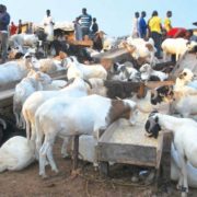 Lagos bans roadside sale of rams, warns traders ahead of Eid-el-Kabir 1 Eid-El-Kabir rams