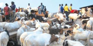 Lagos bans roadside sale of rams, warns traders ahead of Eid-el-Kabir Eid-El-Kabir rams
