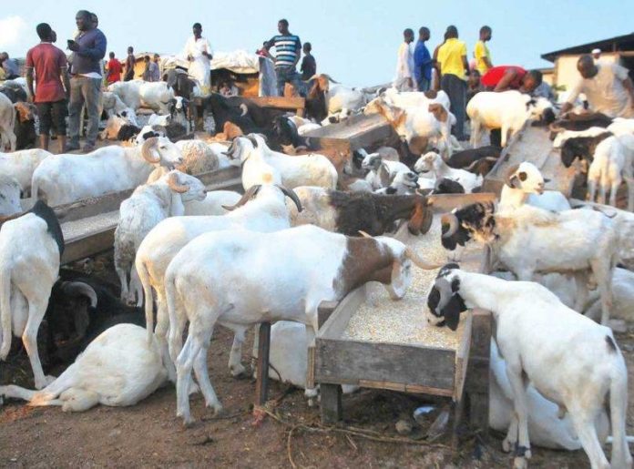 Lagos bans roadside sale of rams, warns traders ahead of Eid-el-Kabir Eid-El-Kabir rams