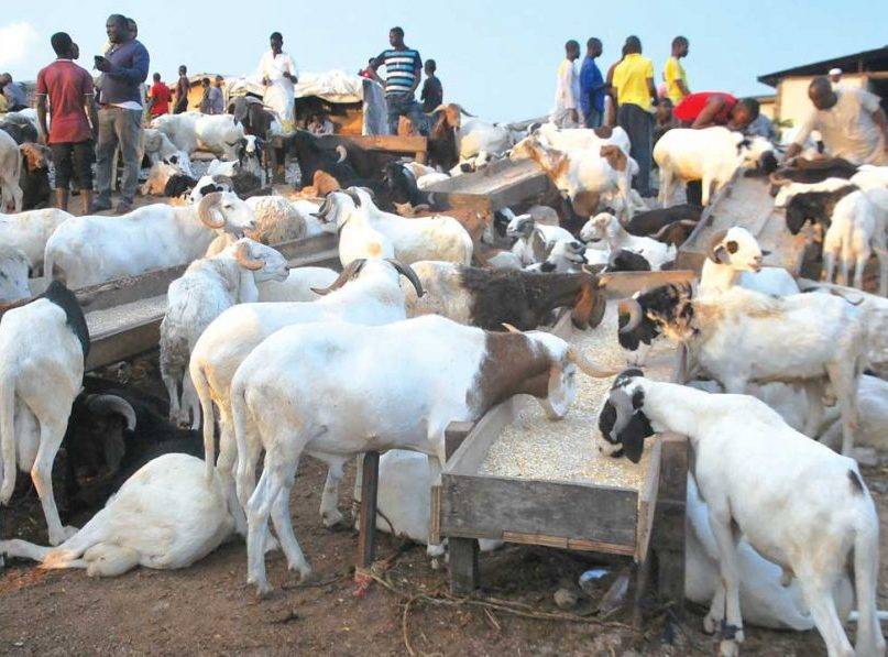 Eid-El-Kabir-Ram-e1687889420835 Eid-El-Kabir rams
